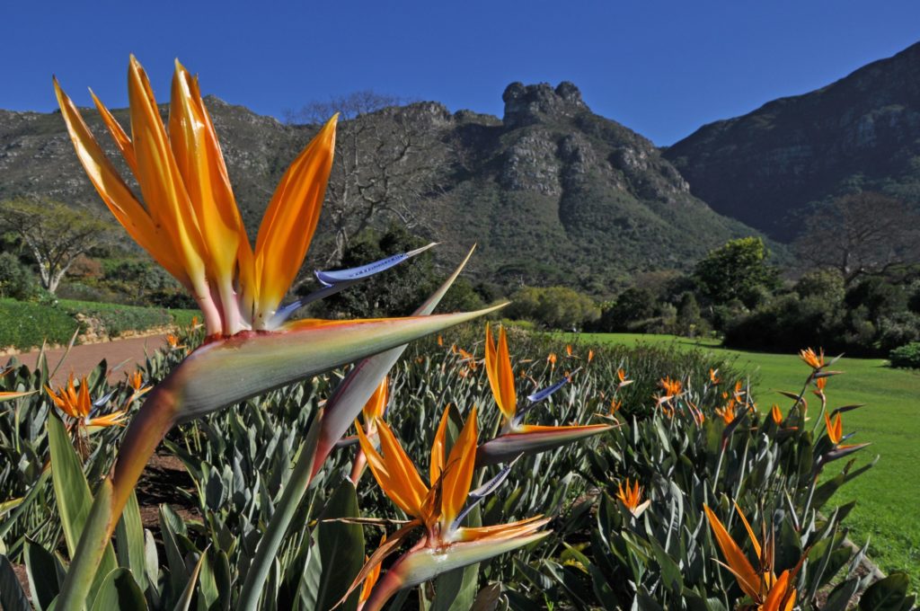Kirstenbosch National Botanical Garden awarded Global Top Destination