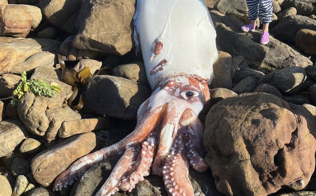 Another giant squid found washed up in the Cape