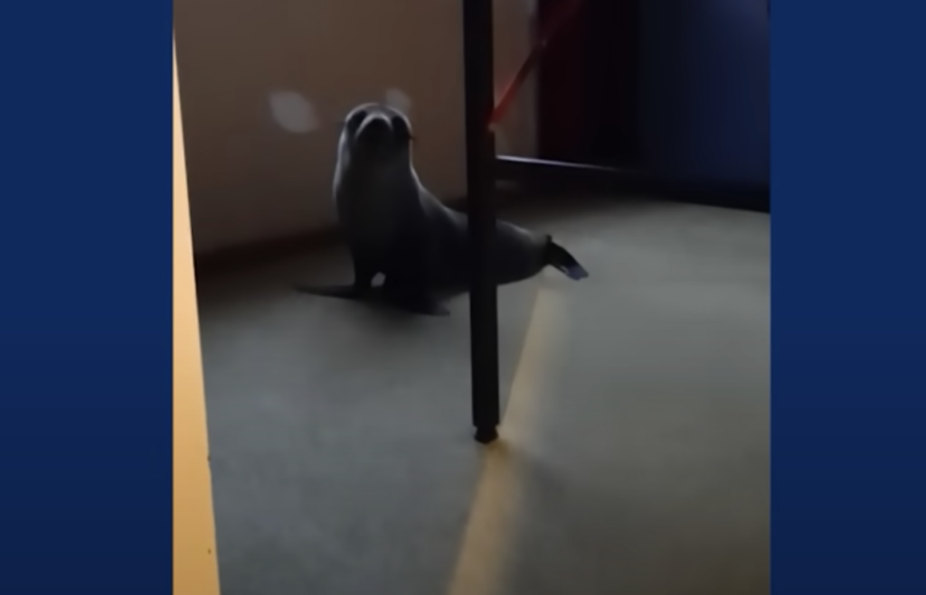 Seal gets comfortable in family's home – traumatising Coco the cat