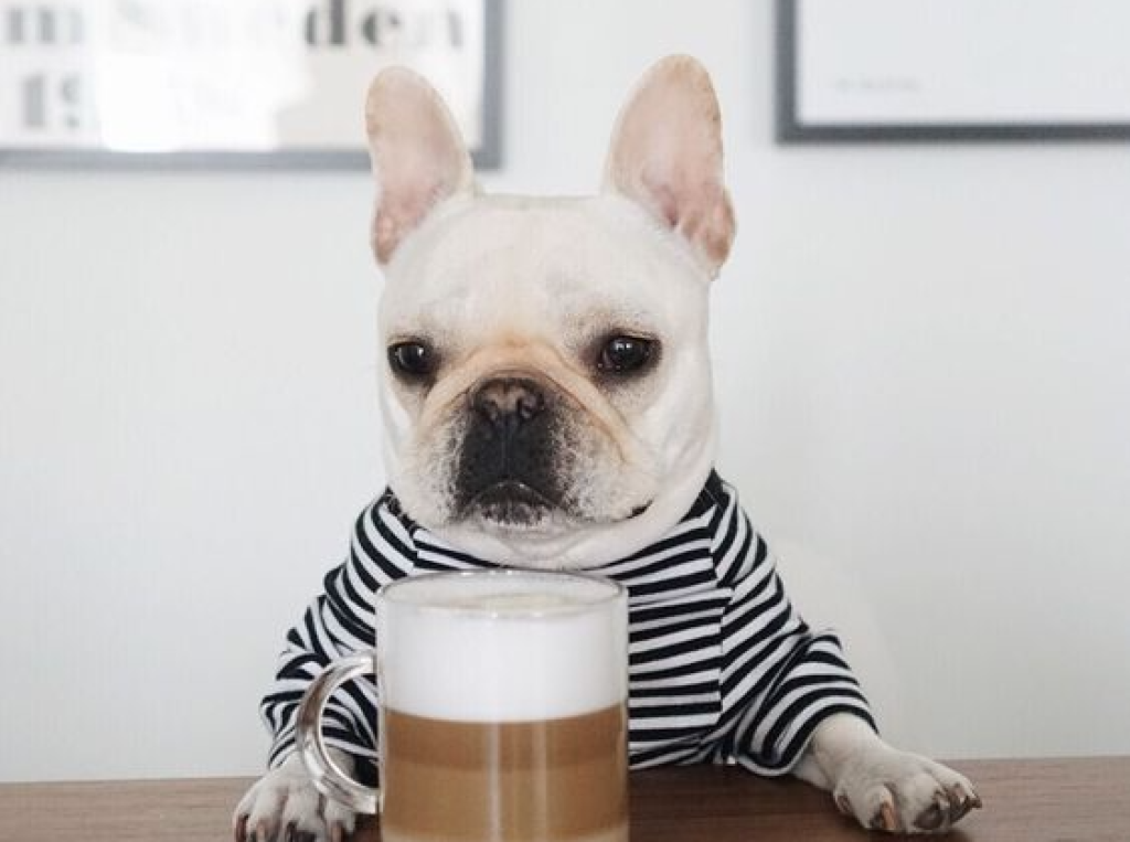 For the price of coffee, you can help a lot of pooches with AWS Stellenbosch