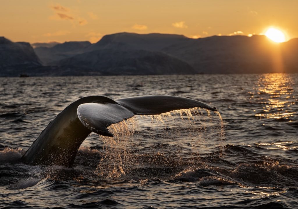 Whale-watchers and animal lovers, the Hermanus Whale Festival is here