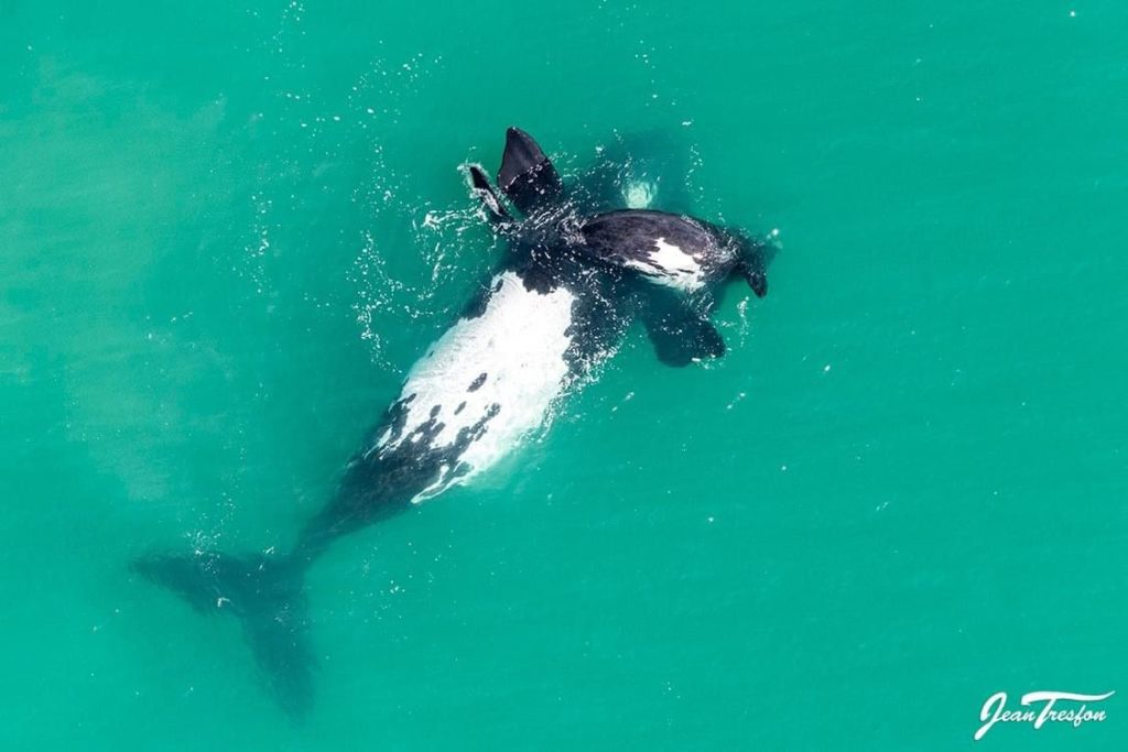 Look! Whales captured frolicking along the coast with their young