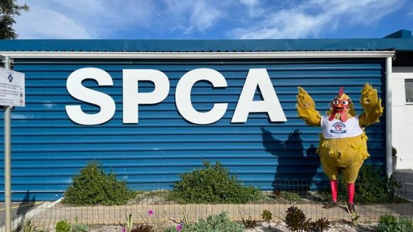 Ross the Rooster guns for a Guinness World Record for the SPCA