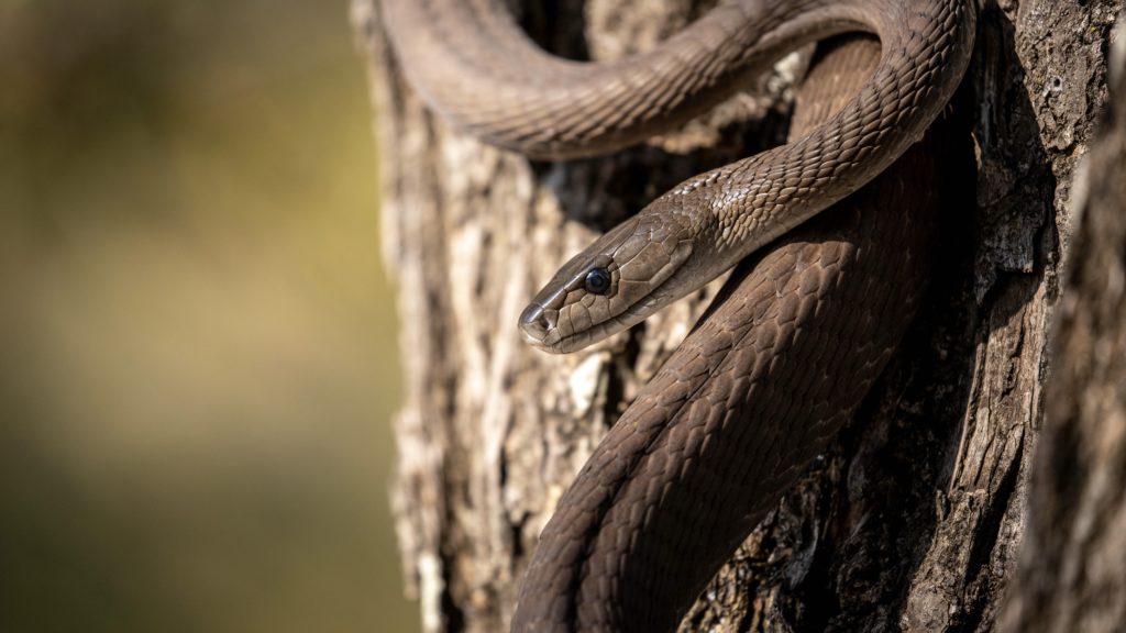 Snake season: what to know and what to do when bitten
