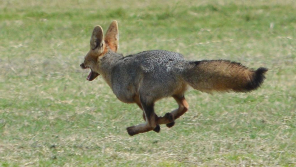 Look! A Cape fox was spotted in an urban area, Cape Town