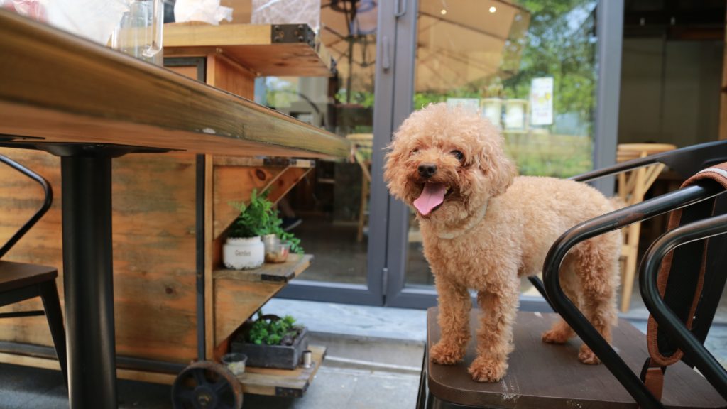 50 dog-friendly restaurants to visit in Cape Town