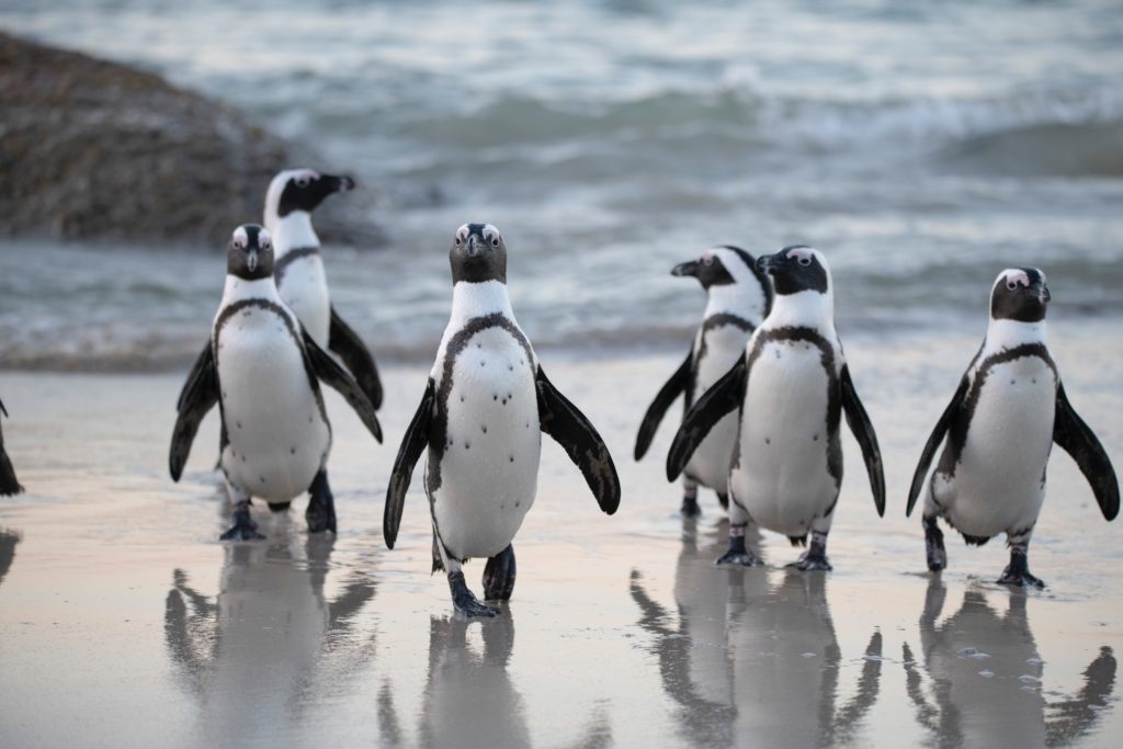 Bird flu detected in the Cape's Boulders Penguin Colony
