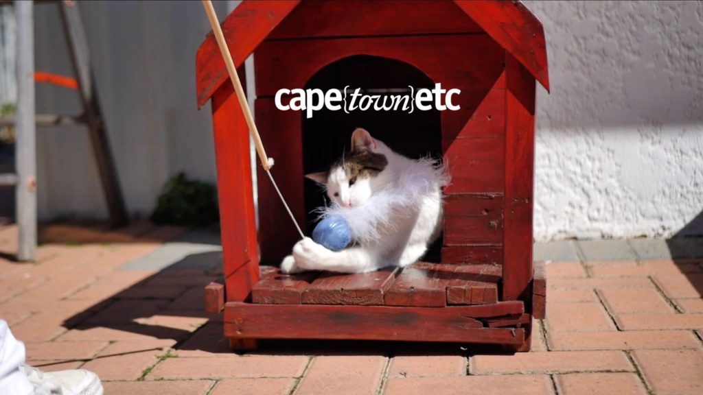 WATCH: coffee, cake and cat cuddles at Africa's first cat café
