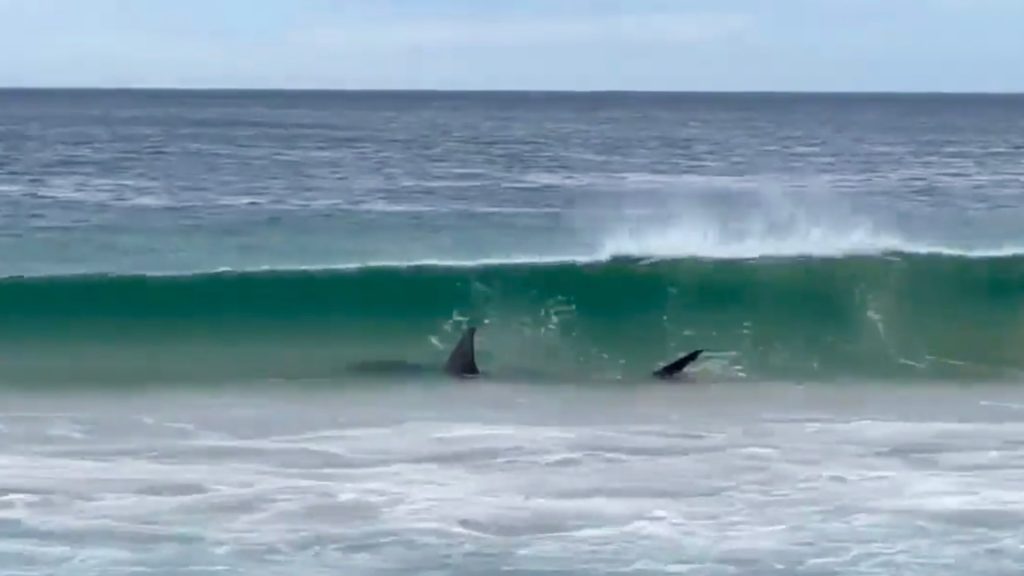 Old shark footage in Plett circulates one day after fatal attack