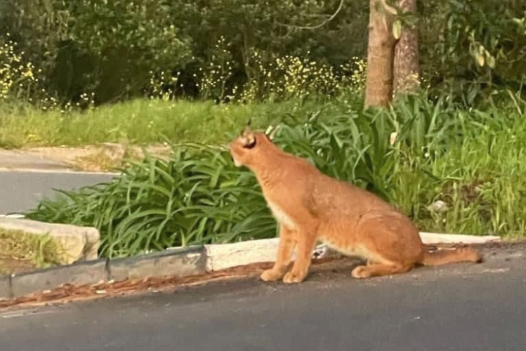 Look! Caracal seen strolling the busy streets of Cape Town