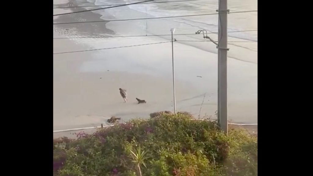 Video: seal charges at a woman taking a pic in Fish Hoek