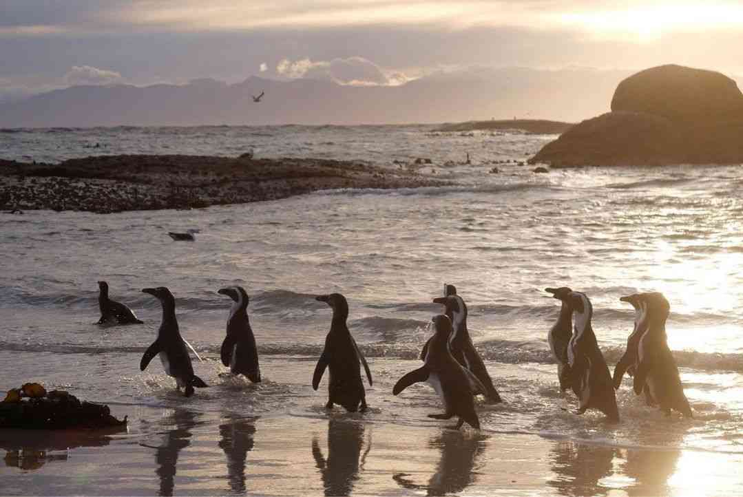 Things to do in Simons Town Boulders Beach Penguin Colony