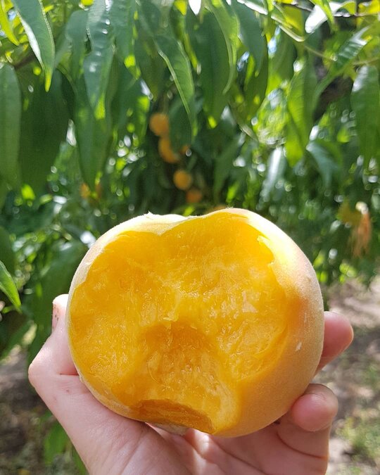 bitten peach in front a peach tree