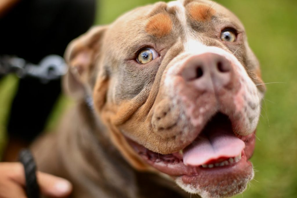 SPCA calls SAPS and CoCT's law enforcement on hostile dog owner