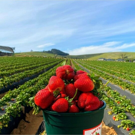 Strawberries and strawberry farm