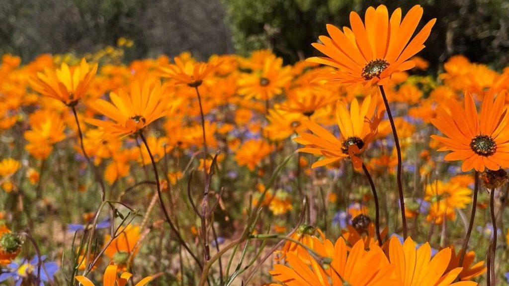 5 things to do in Namaqualand while admiring the blooming daisies