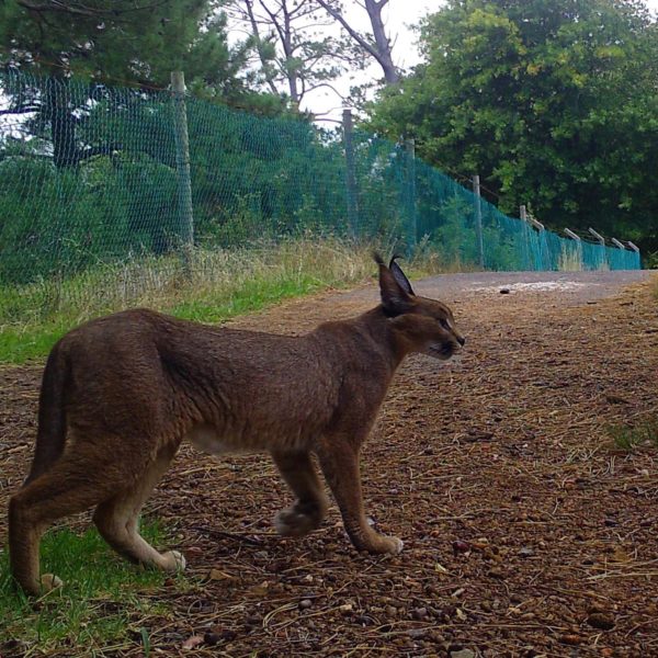 caracal spotted near uct campus