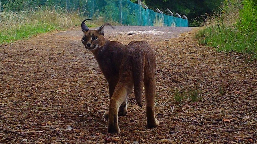 Look! A curious Caracal caught on candid camera near UCT