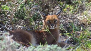 Caracals spotted at Cape Point, Cape Town