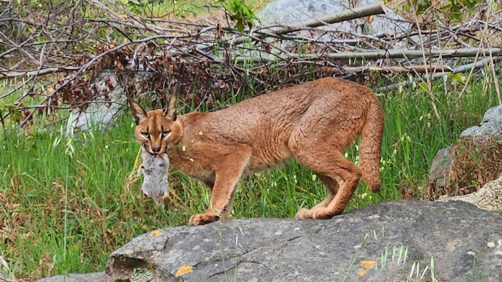 Look! A caracal and a catch, what's for breakfast?