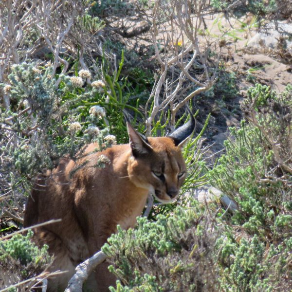 Caracals spotted at Cape Point, Cape Town