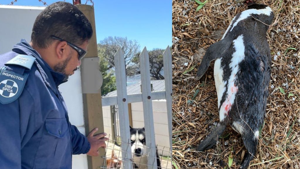 Two off-leash dogs confiscated after killing 19 endangered penguins