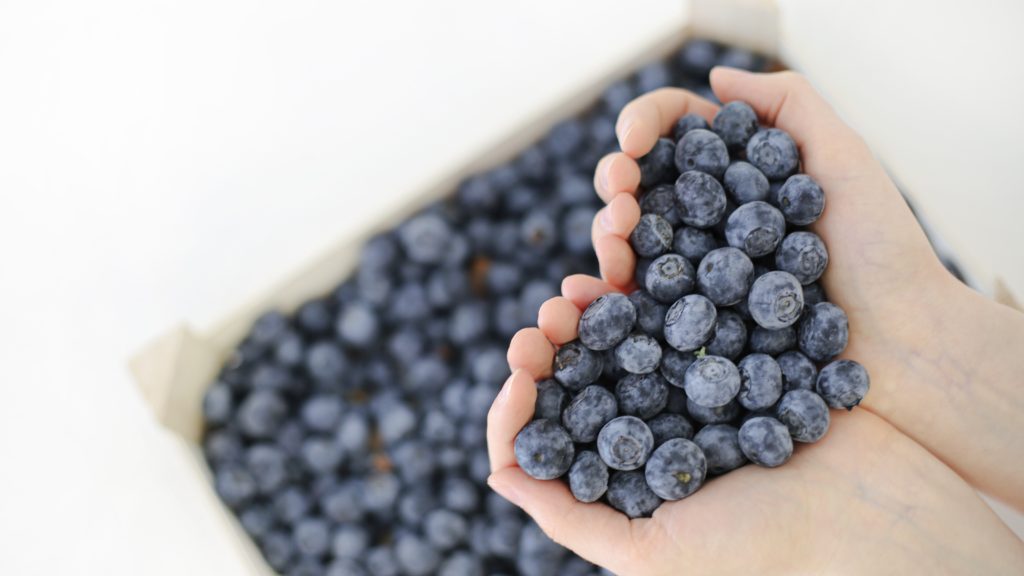 Locals help the Food Club Hub rescue 2024 kilos of blueberries