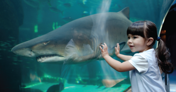 Two Oceans Aquarium shark exhibit