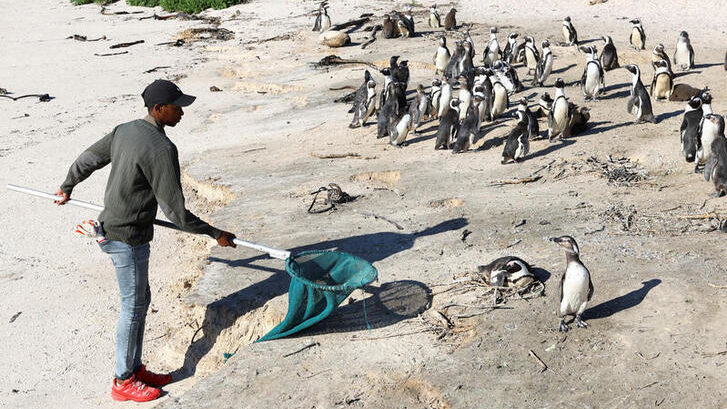 Avian flu strikes Cape Town's penguin colony at Boulders beach