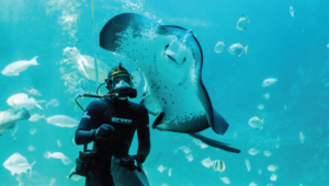 Two Oceans Aquarium scuba diver and stingray