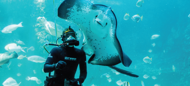 Two Oceans Aquarium scuba diver and stingray