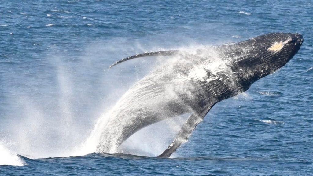 Look! Humpback Whales are putting on a show in Rocklands water