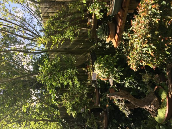 Garden with bonsais
