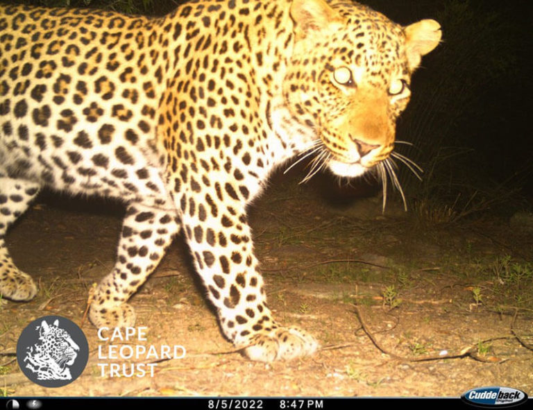 The Cape Leopard Trust Klein Karoo leopard survey is underway