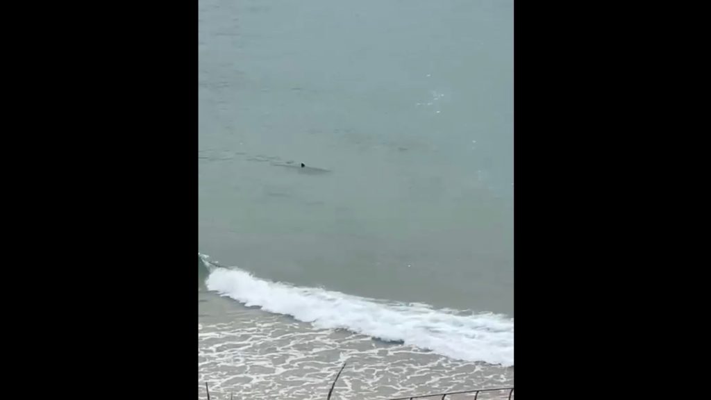Video: another shallow shark sighting in Plettenberg Bay