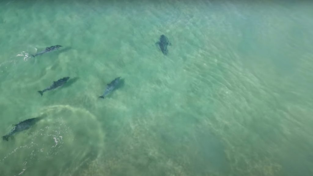 Videos: dolphins and orcas engage with great whites in Plett
