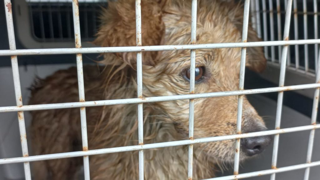 Trapped dogs rescued from canal