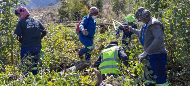 City of Cape Town removes invasive plants to save water