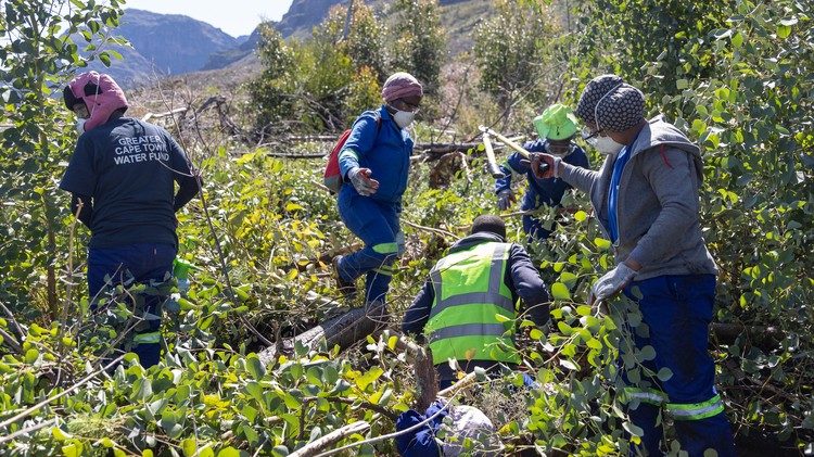 City of Cape Town removes invasive plants to save water