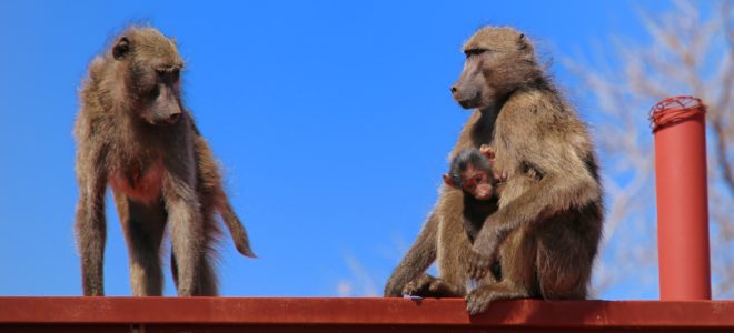 Animal rights group offers R8000 reward for info on baboon shooter