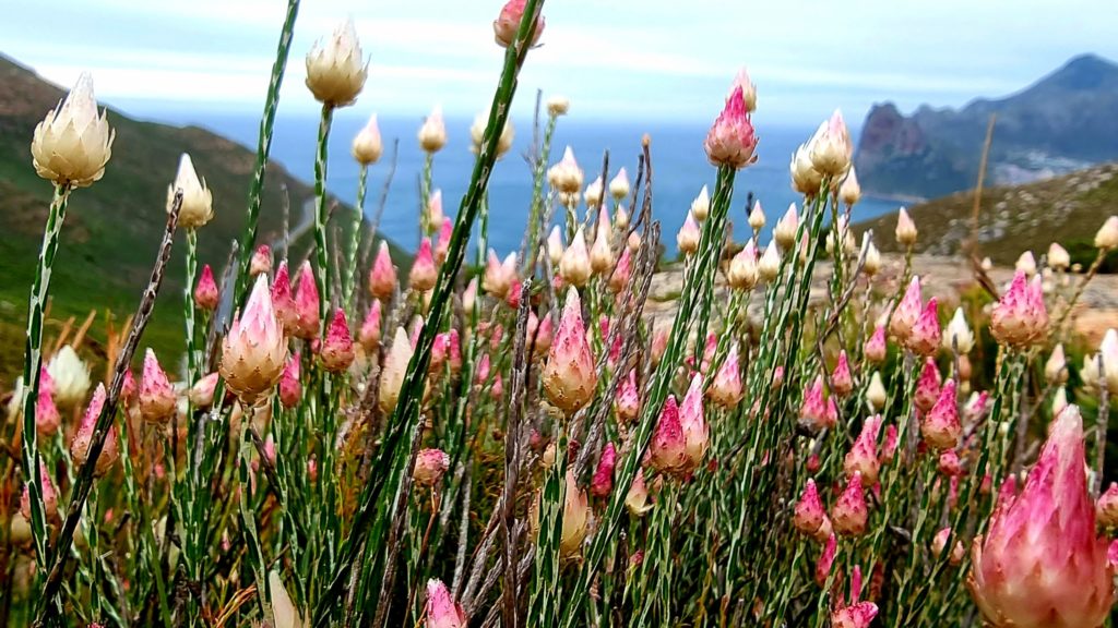 Look! Cape Sewejaartjie season blooms at Chapman's Peak