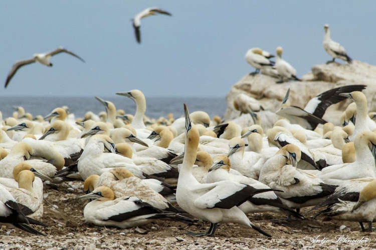 cape gannet lambert's bay bird island