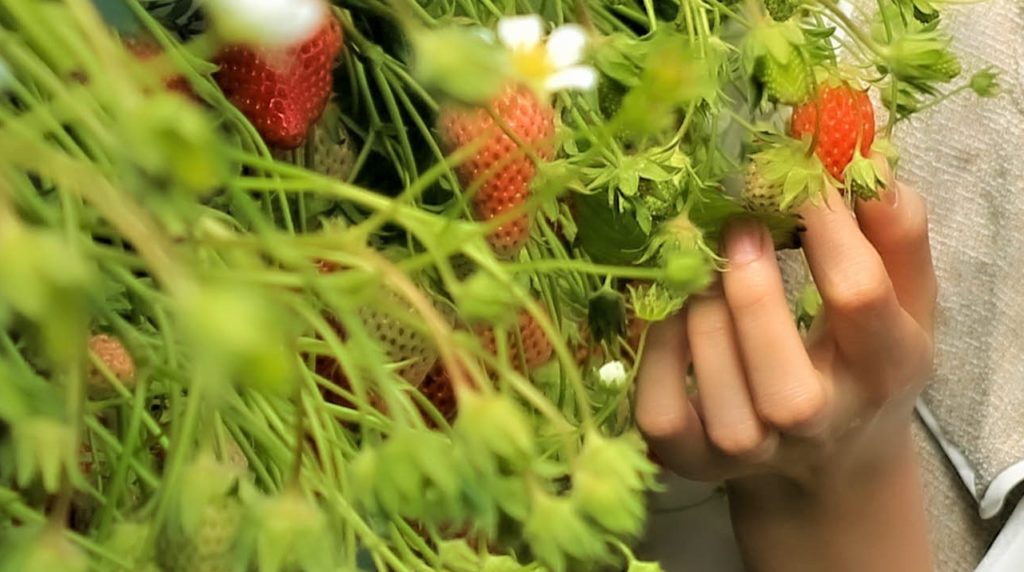 Check out these videos to get you from your couch to a strawberry farm