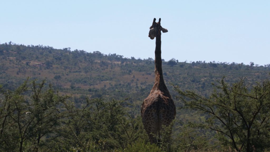 Dispute over giraffe being euthanised after attack