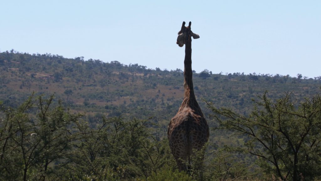 Giraffe that trampled a 1-year-old child has been euthanised