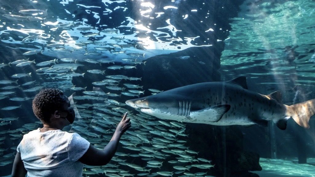 The Two Oceans Aquarium celebrates 27 years of invaluable service