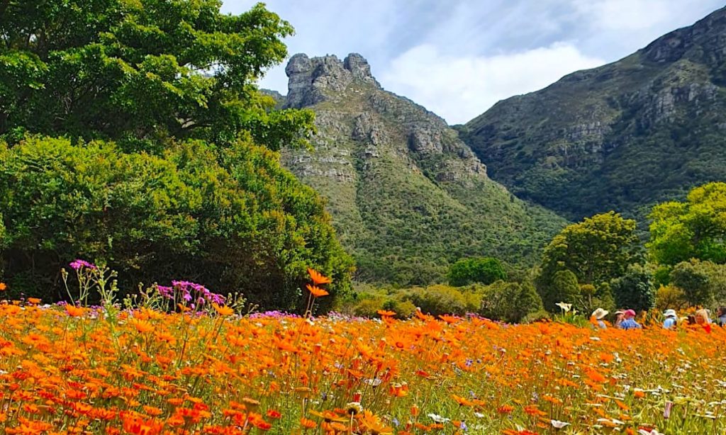 Stunning videos of blooms in Cape Town