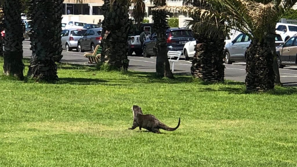 Look! A Cape clawless otter was spotted at Mouille Point