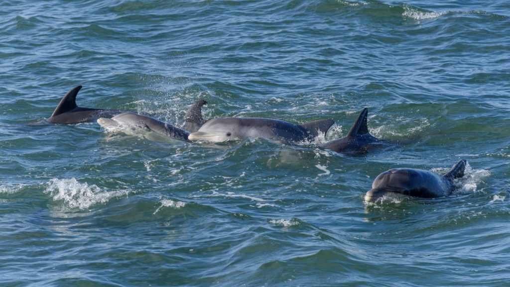 Dolphins display mourning behaviour for teen that drowned near Llandudno