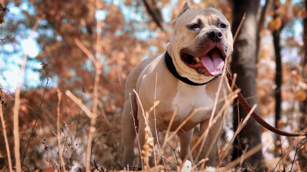 SAVA calls for better regulation to reduce human-pit bull conflict